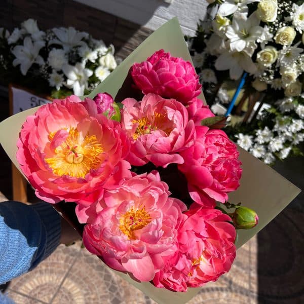 Peonias miniatura 3