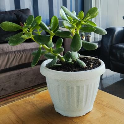 Arbol de Jade S - Planta Suculenta en macetero miniatura 1