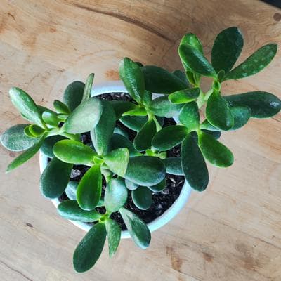 Arbol de Jade S - Planta Suculenta en macetero miniatura 2