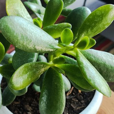 Arbol de Jade S - Planta Suculenta en macetero miniatura 3