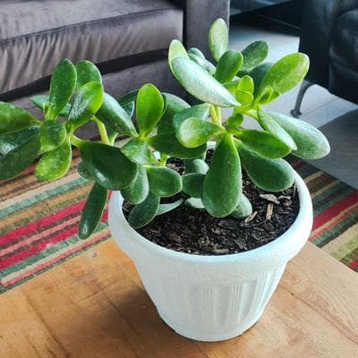 Arbol de Jade S - Planta Suculenta en macetero miniatura 4