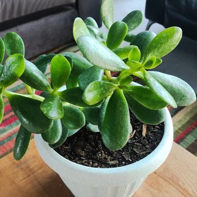 Arbol de Jade S - Planta Suculenta en macetero miniatura 5