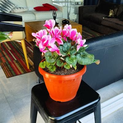Violeta de los Alpes rosado - Planta de interior en macetero miniatura 3