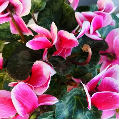 Violeta de los Alpes rosado - Planta de interior en macetero miniatura 2