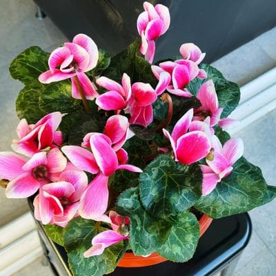 Violeta de los Alpes rosado - Planta de interior en macetero miniatura 4