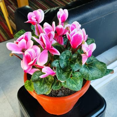 Violeta de los Alpes rosado - Planta de interior en macetero miniatura 5