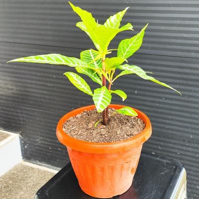 Aphelandra S - planta de interior en macetero miniatura 2