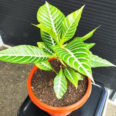 Aphelandra S - planta de interior en macetero miniatura 3