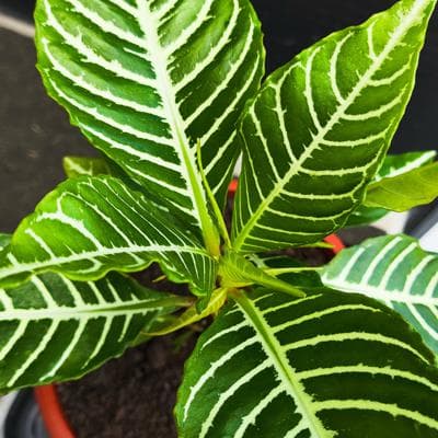 Aphelandra S - planta de interior en macetero miniatura 4