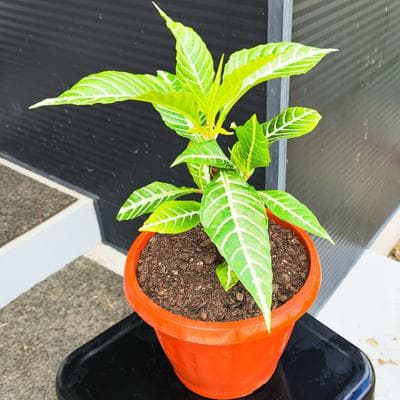 Aphelandra S - planta de interior en macetero miniatura 5