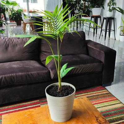 Palmera Kentia miniatura 2