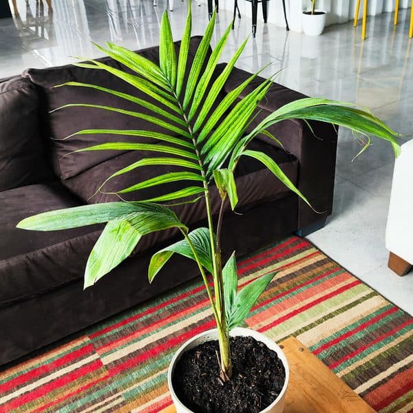 Palmera Kentia miniatura 3
