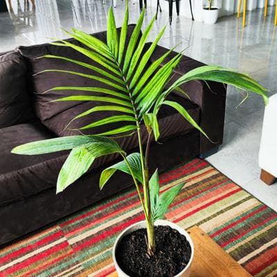 Palmera Kentia miniatura 3