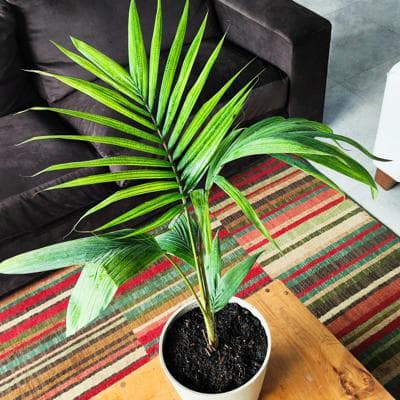 Palmera Kentia miniatura 4
