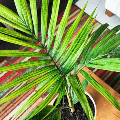 Palmera Kentia miniatura 5