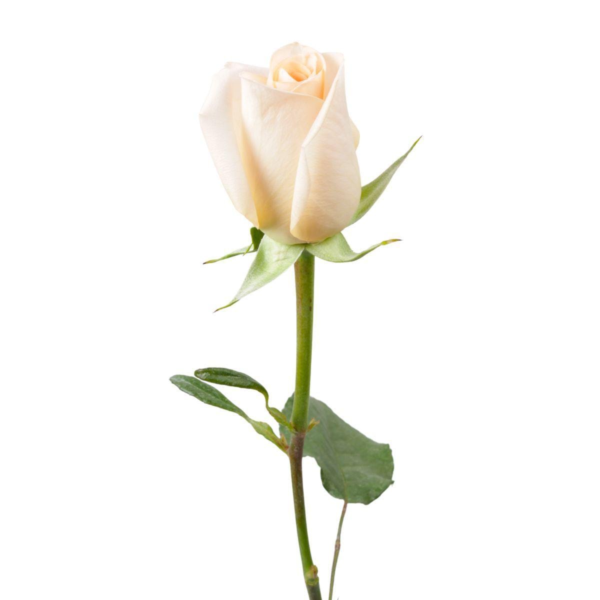 Rosa Damasco - Imagen 1