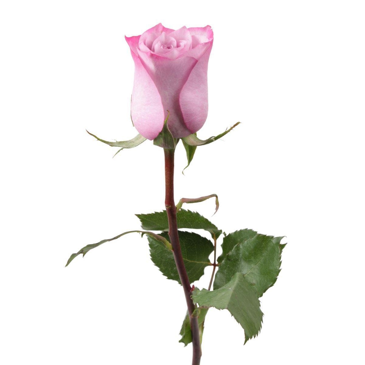 Rosa Lila - Imagen 1