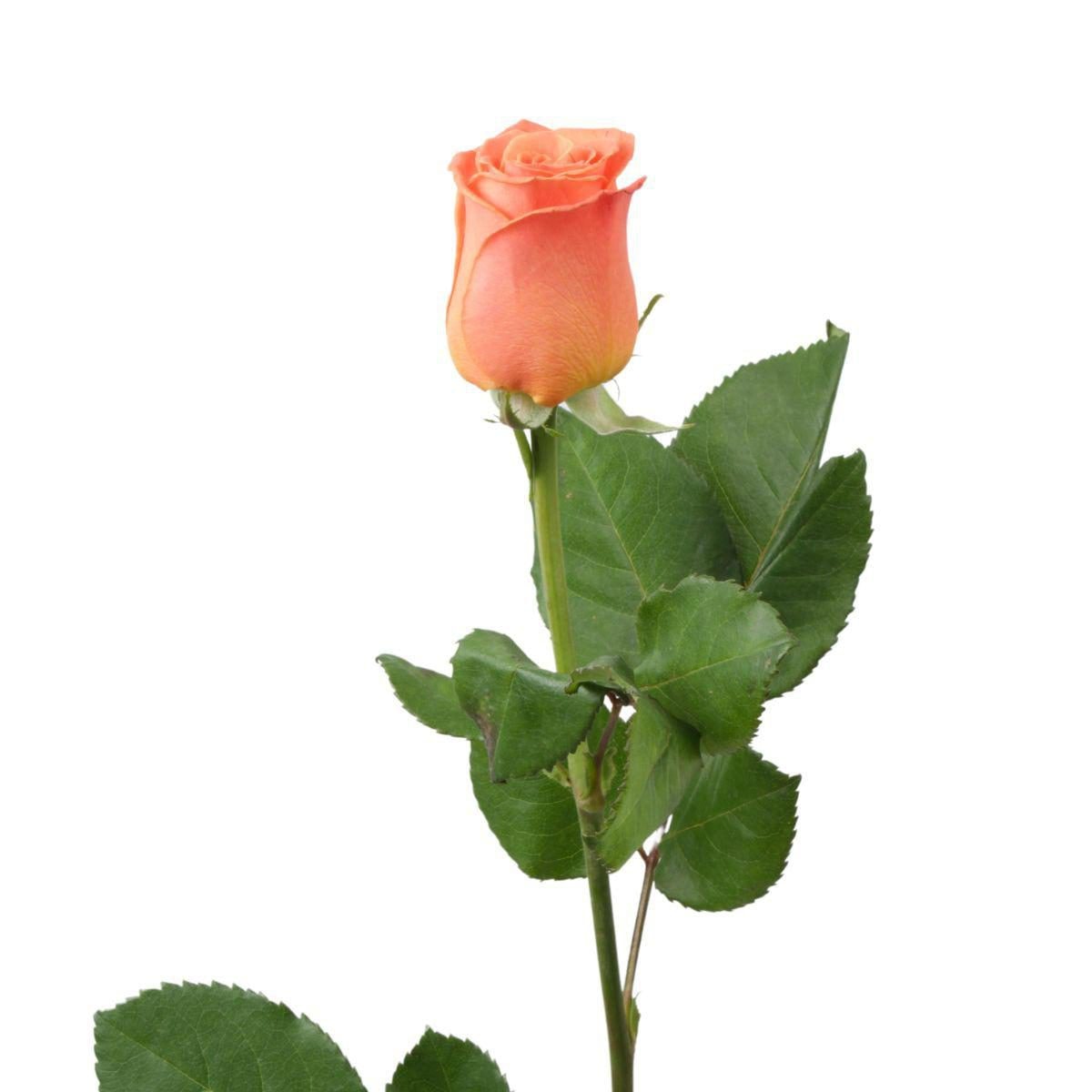 Rosa Naranja - Imagen 1