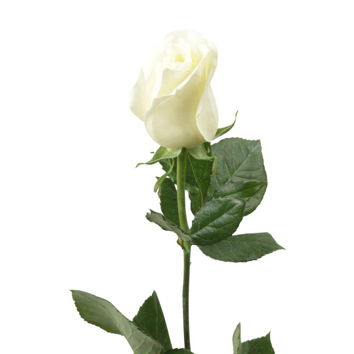 Rosa blanca - Imagen 1