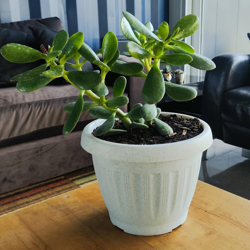 Arbol de Jade S - Planta Suculenta en macetero - Imagen 1