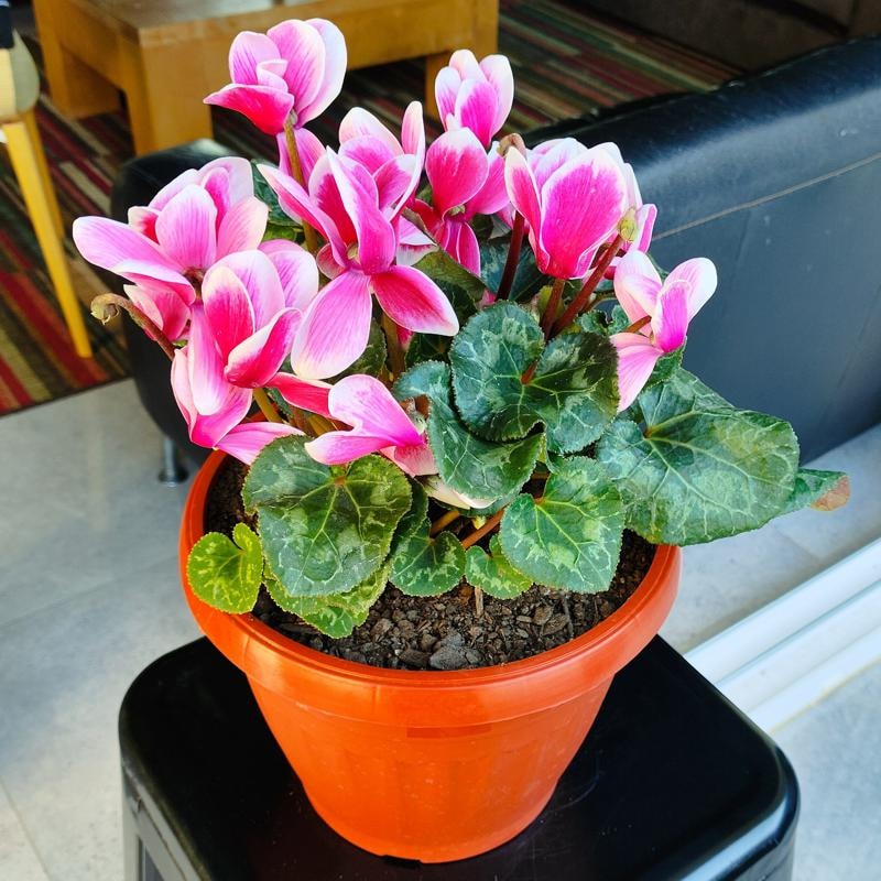 Violeta de los Alpes rosado - Planta de interior en macetero - Imagen 1