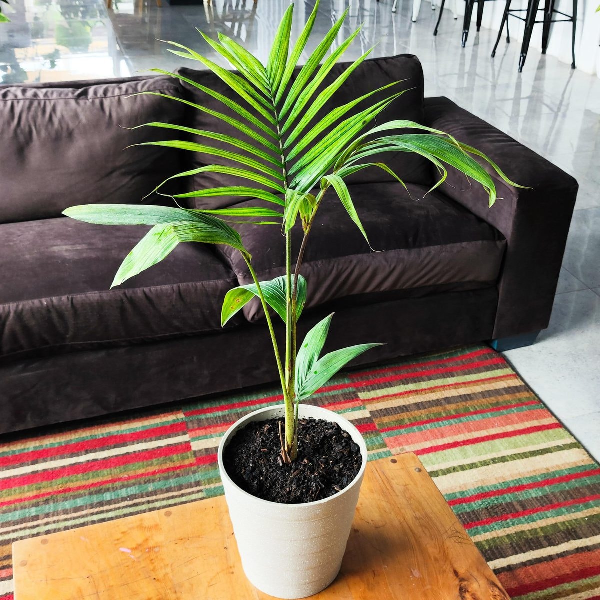 Palmera Kentia - Imagen 1