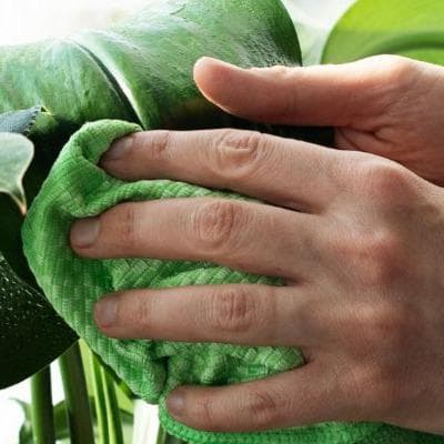 Tips para cuidar de tus plantas de interior en el invierno