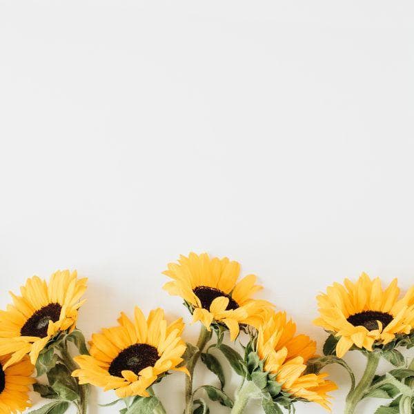 Cómo Cuidar tus Arreglos Florales con Girasoles en Invierno