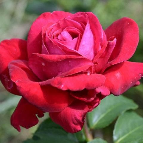 El lenguaje de las flores ¿Qué simbolizan?