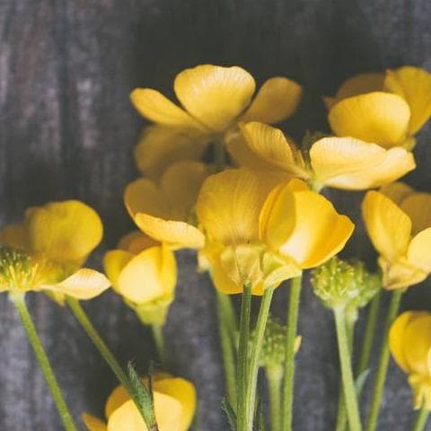 ¿Por qué se regalan flores amarillas el 21 de septiembre?
