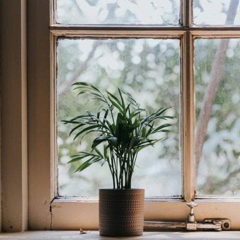 Plantas de Interior que Purifican el Aire