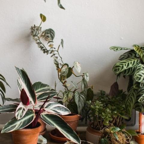 7 Plantas que Querrás en tu Casa esta Primavera