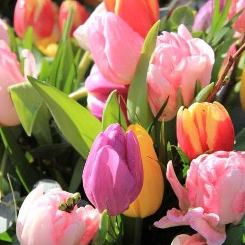 Día del Tulipán en Chile: Dónde obtenerlos