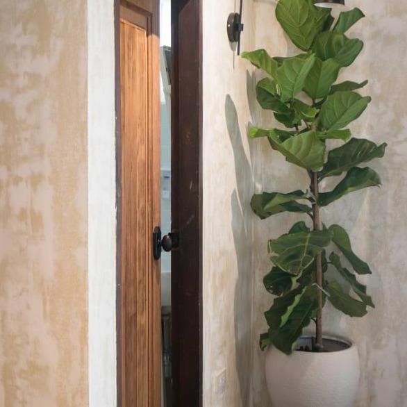 5 Plantas de Interior Grandes y Altas