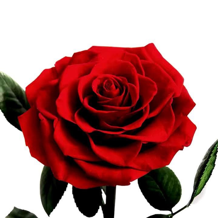 Conviértete en Distribuidor de Rosas
