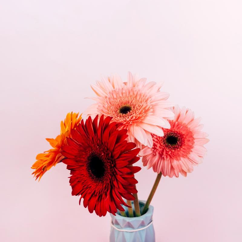 Cómo Seleccionar Proveedores de Flores al por Mayor en Chile