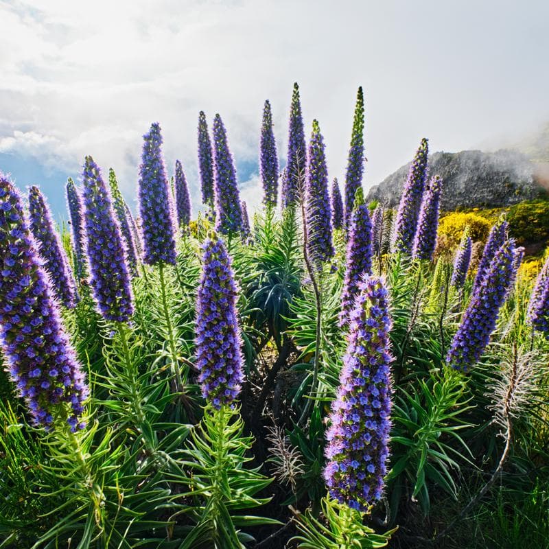 Flores de Chile: Belleza, Significado y Tradición