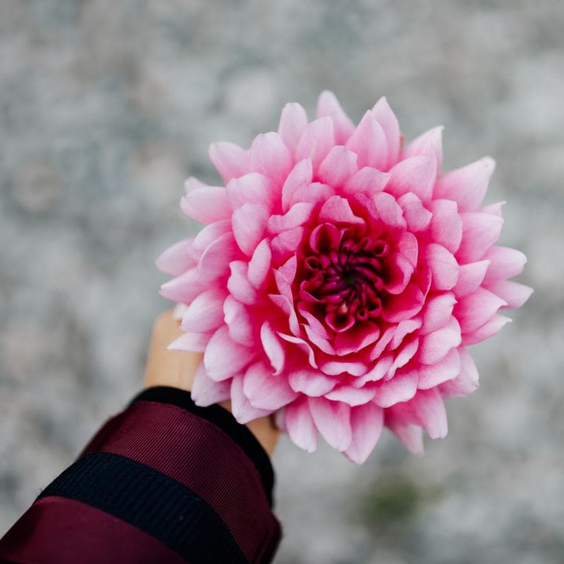 Flores de abril: las especies que florecen este mes
