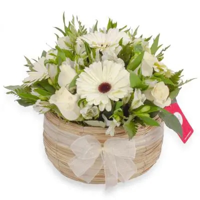 Luz Rosas Blancas