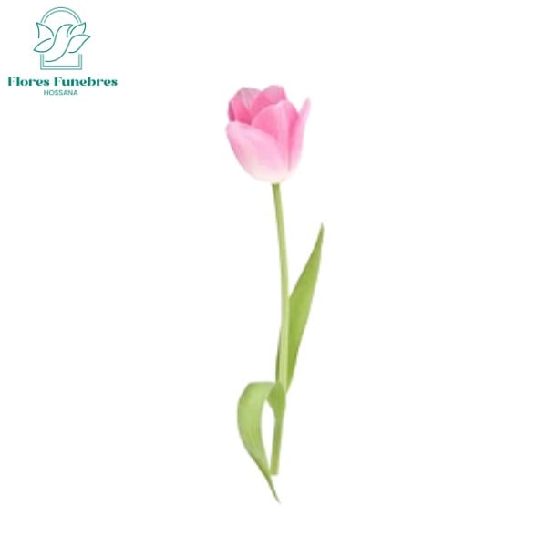 Tulipan para Adicionar - Imagen 1