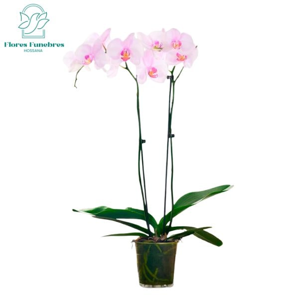 Orquidea de 2 varas - Imagen 1