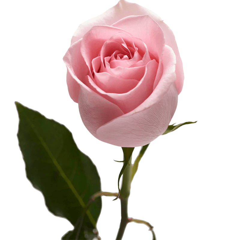 Rosa rosada para adicionar - Imagen 1