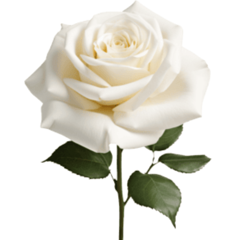 Rosa blanca para adicionar - Imagen 1