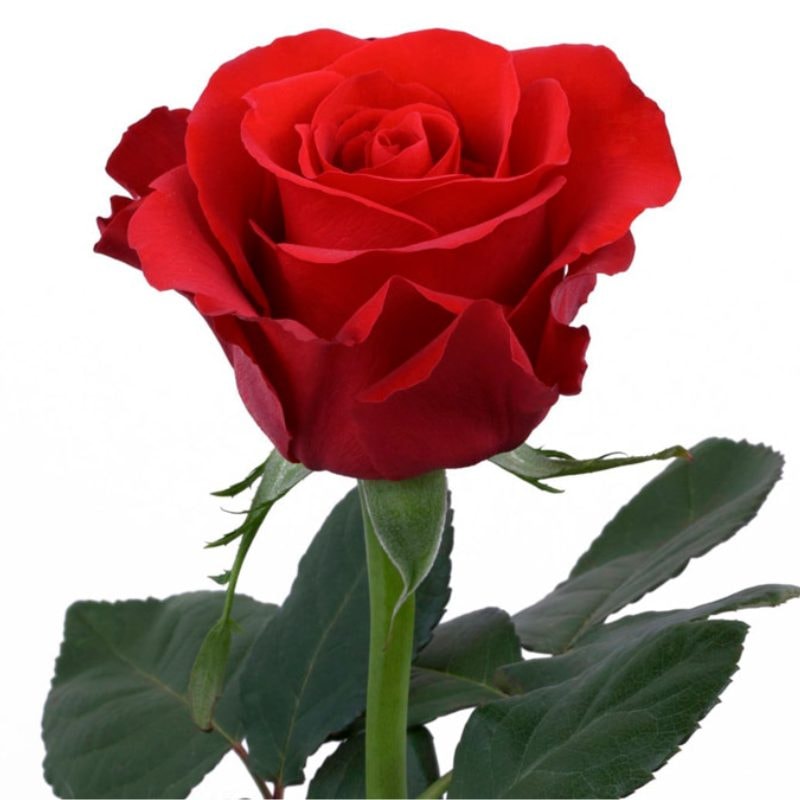 Rosa roja para adicionar - Imagen 1