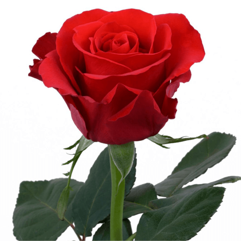 Rosa roja para adicionar - Imagen 1