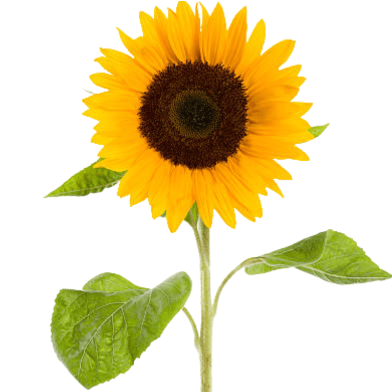 Girasol para adicionar - Imagen 1