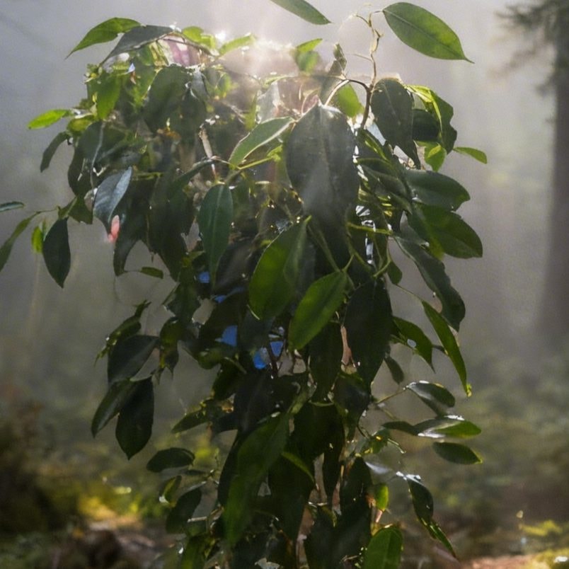 🍃 Ficus🌿 - Imagen 1