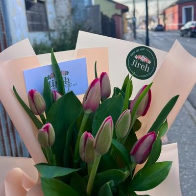 Tulipanes Premium