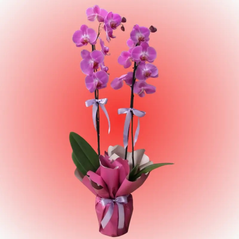 Orquidea 2 varas