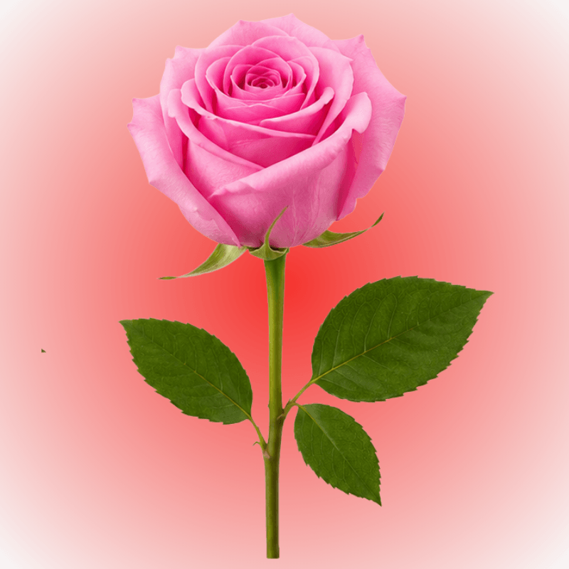 Rosa individual para adicionar - Imagen 1